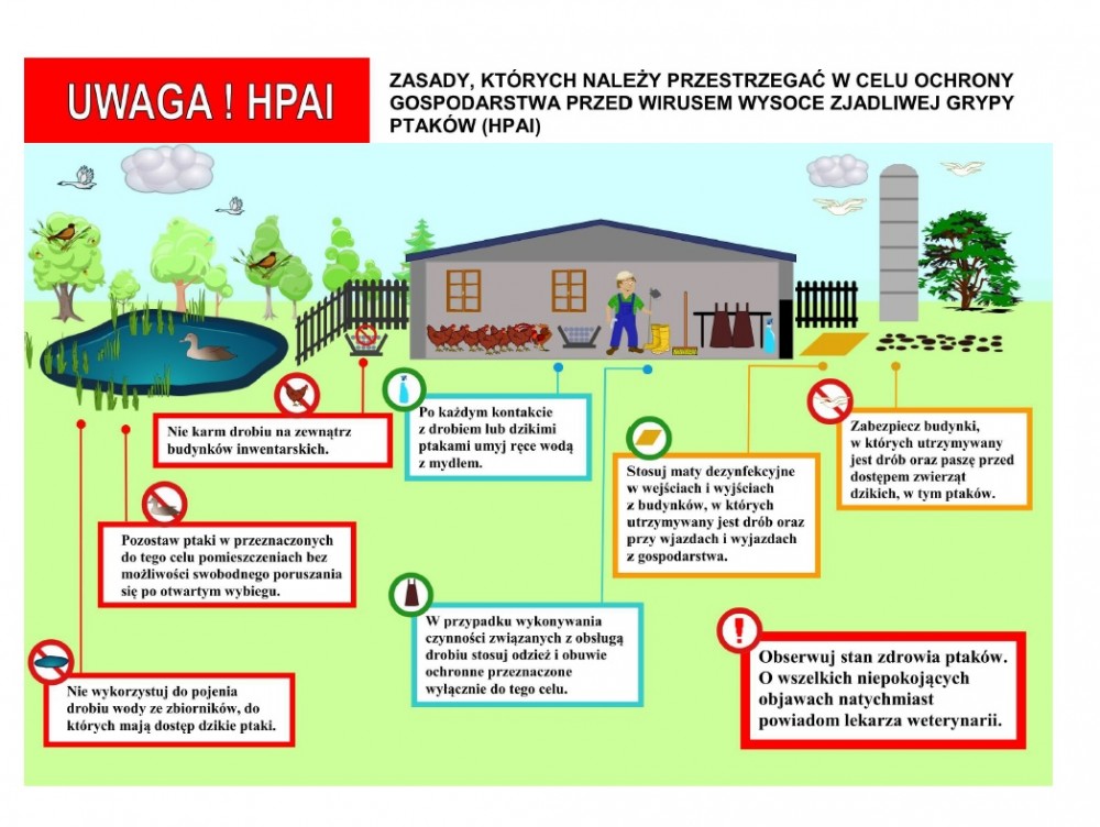 Zasady ochrony drobiu przed chorobą HPAI